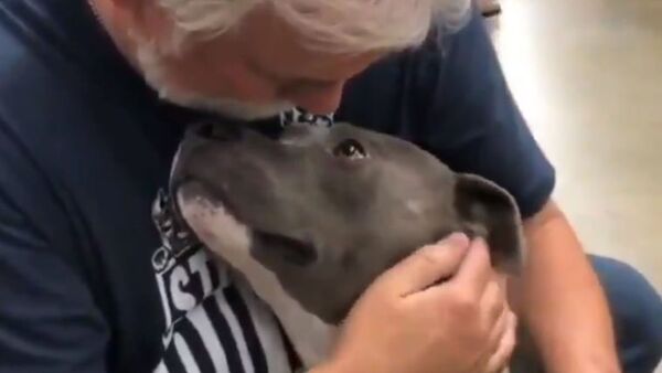 Newly Adopted Pup Gazes Lovingly at ‘Dad’  - Sputnik International