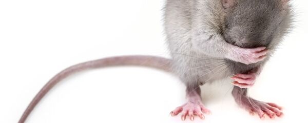 Mouse - Sputnik International