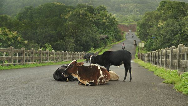 Anjarle Bridge and Cows. India - Sputnik International