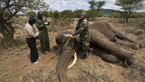 ‘Novel Disease’ May be Behind Hundreds of Elephant Deaths in Botswana - Sputnik International