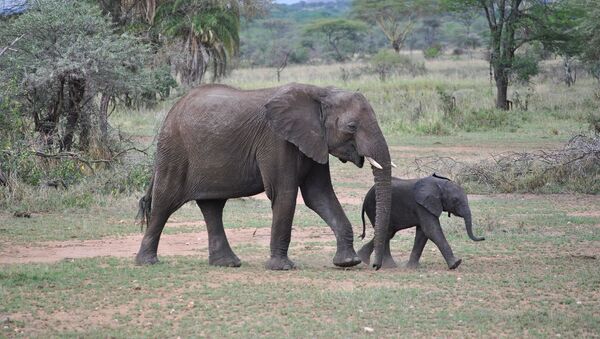 Baby elephant with its mom - Sputnik International