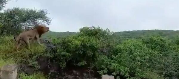 Perched on the top of a cliff, a stunning maned lion roared looking up at the dark skies over the lush forest of the Gir wildlife sanctuary in India's Gujarat. Perched on the top of a cliff, a stunning maned lion roared looking up at the dark skies over the lush forest of the Gir wildlife sanctuary in India's Gujarat. - Sputnik International