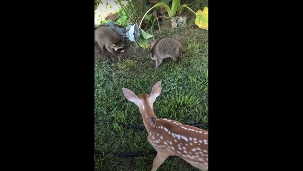 Friends From Many Species Play Together   - Sputnik International