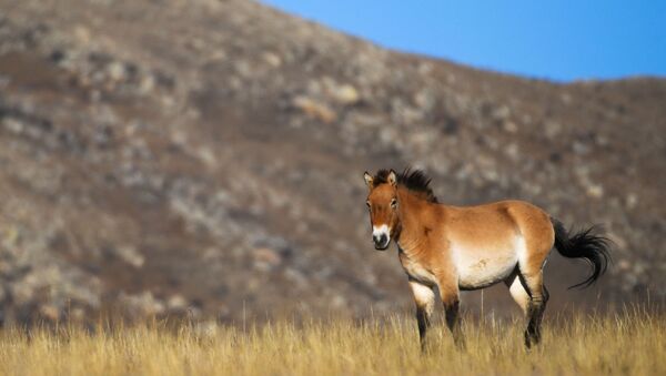 Przewalski's horse in Hustai National Park in Mongolia - Sputnik International
