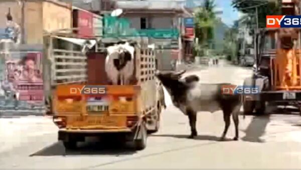 Tamil Nadu: A bull followed for about a kilometer, a vehicle in which a cow that was sold by her owner was being carried in Palamedu area of Madurai. The cow and the bull used to stay together. They were later reunited after the incident - Sputnik International