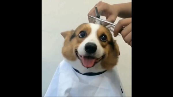Just a good boy getting a haircut - Sputnik International
