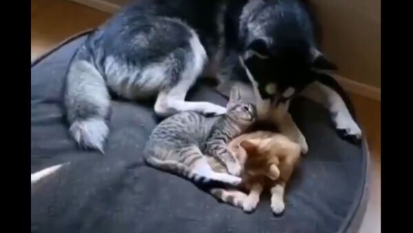 Sweet Husky Snuggles Kitties During Weekend Slumber - Sputnik International