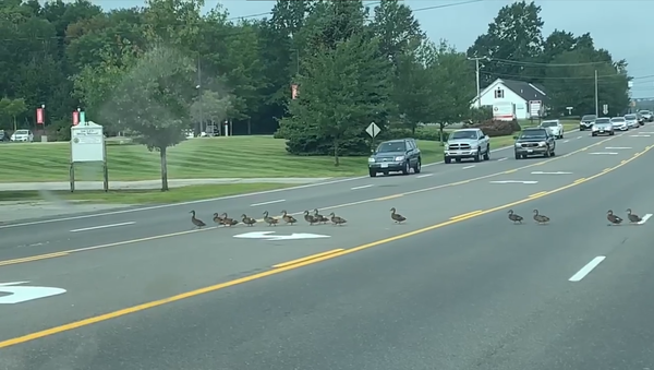 Ducklings Cross the Road - Sputnik International