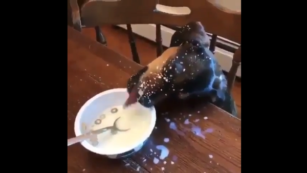 Puppy Licks Milk - Sputnik International