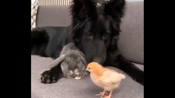Dog, rabbit, and chicken - Sputnik International