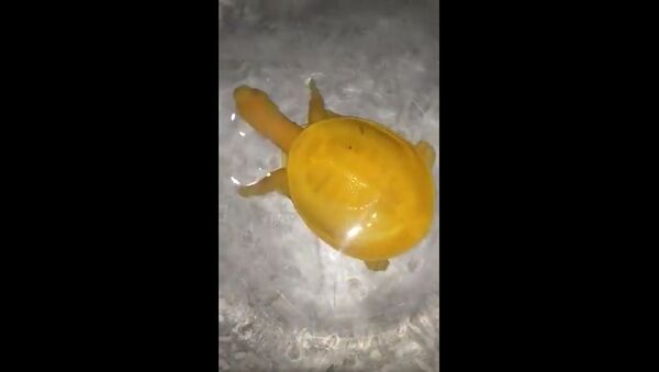 A rare yellow turtle  - Sputnik International
