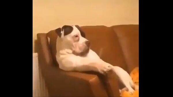 Good afternoon my friends...So cute - Sputnik International