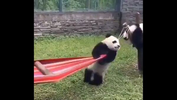 If you're having a bad day, here's a panda trying to get in a hammock - Sputnik International