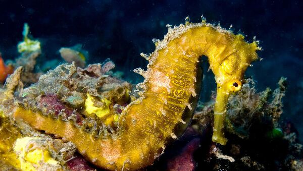 Spiny seahorse Hippocampus histrix - Sputnik International