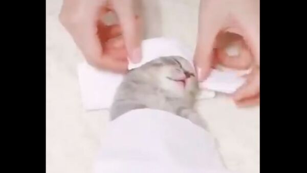 Precious Baby Kitten Loves Getting Pampered  - Sputnik International