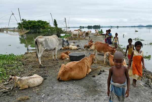 Children walk past cattle on an embankment in a flooded area in Morigaon district, in the northeastern state of Assam, India, July 20, 2020 - Sputnik International
