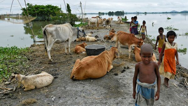 Children walk past cattle on an embankment in a flooded area in Morigaon district, in the northeastern state of Assam, India, July 20, 2020 - Sputnik International