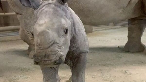 Baby rhino loves a good brushing - Sputnik International