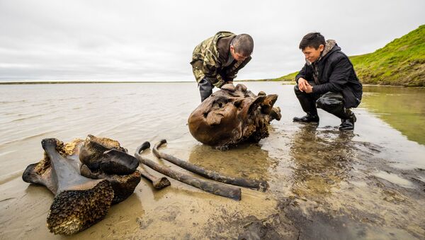 In this handout photo released by the press-office of Yamalo-Nenets Autonomous Area Governor, local residents looks at the remains of a petrified mammoth skeleton, which were found on the shore of lake Pechevalavato, outside the settlement of Seyakha, Yamalsky District, Yamalo-Nenets Autonomous Area, Russia - Sputnik International
