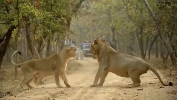 Couple fight between lions caught on camera - Sputnik International