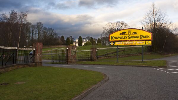 The entrance to Knowsley Safari Park - Sputnik International