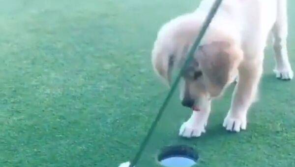 ‘Hole in One!’: Golden Retriever Pup Plays Golf  - Sputnik International