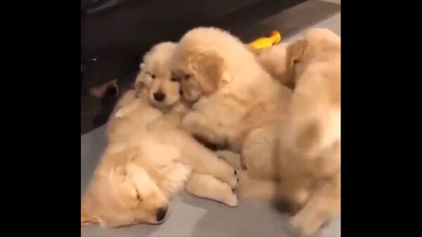 The kids are cuddling in for the night - Sputnik International