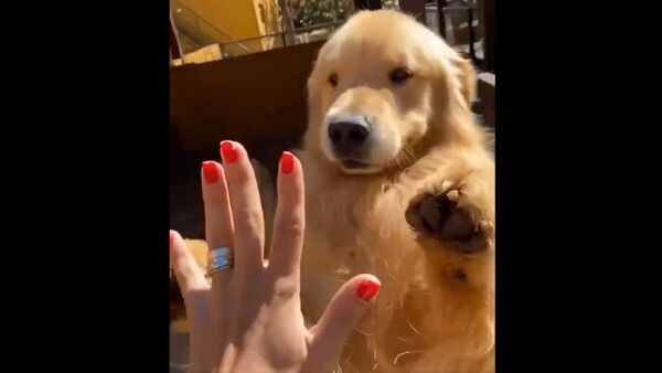 This very excited box has learned a golden high-5 - Sputnik International