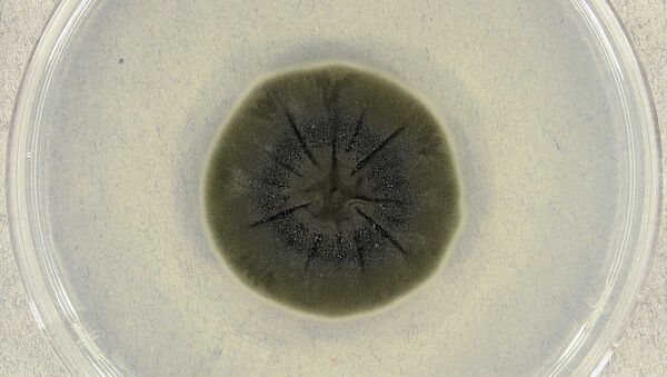  Cladosporium sphaerospermum (UAMH 4745) on potato dextrose agar after incubation for 14 days at 25°C. - Sputnik International