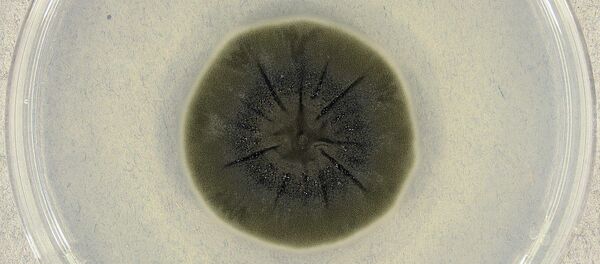  Cladosporium sphaerospermum (UAMH 4745) on potato dextrose agar after incubation for 14 days at 25°C. - Sputnik International