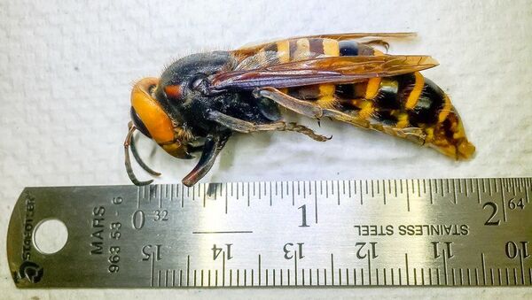A photo of a giant Asian hornet captured in the Washington state - Sputnik International