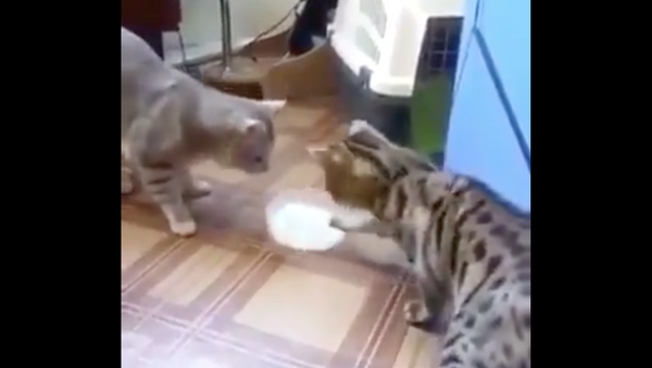 Two cats passing milk bowl to each other - Sputnik International