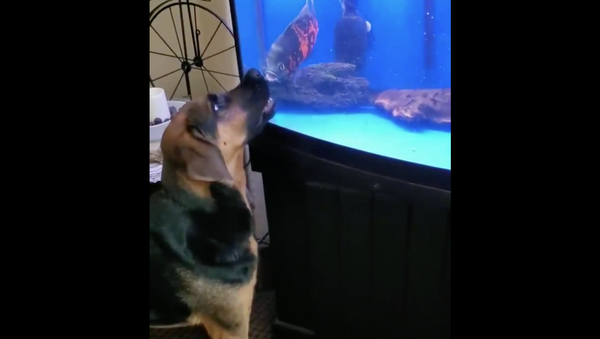 Dog VS fish - Sputnik International