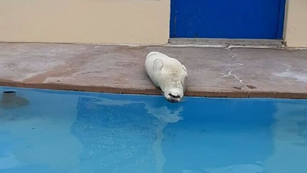 Our seals are stupid and I love them - Sputnik International