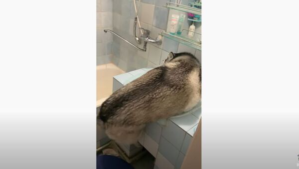 Grown-Up Husky Tries to Bathe in Sink Like Puppy - Sputnik International