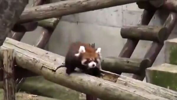 Cute Red Pandas Complete Obstacle Course - Sputnik International