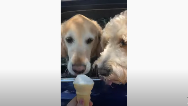 Doggo Swipes Ice Cream Cone From Sibling  - Sputnik International