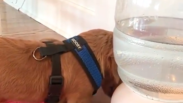 Dog and water - Sputnik International