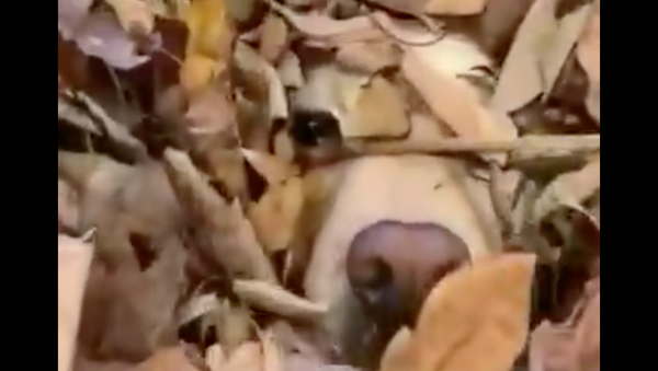 Dog Hides Under a Pile of Leave - Sputnik International
