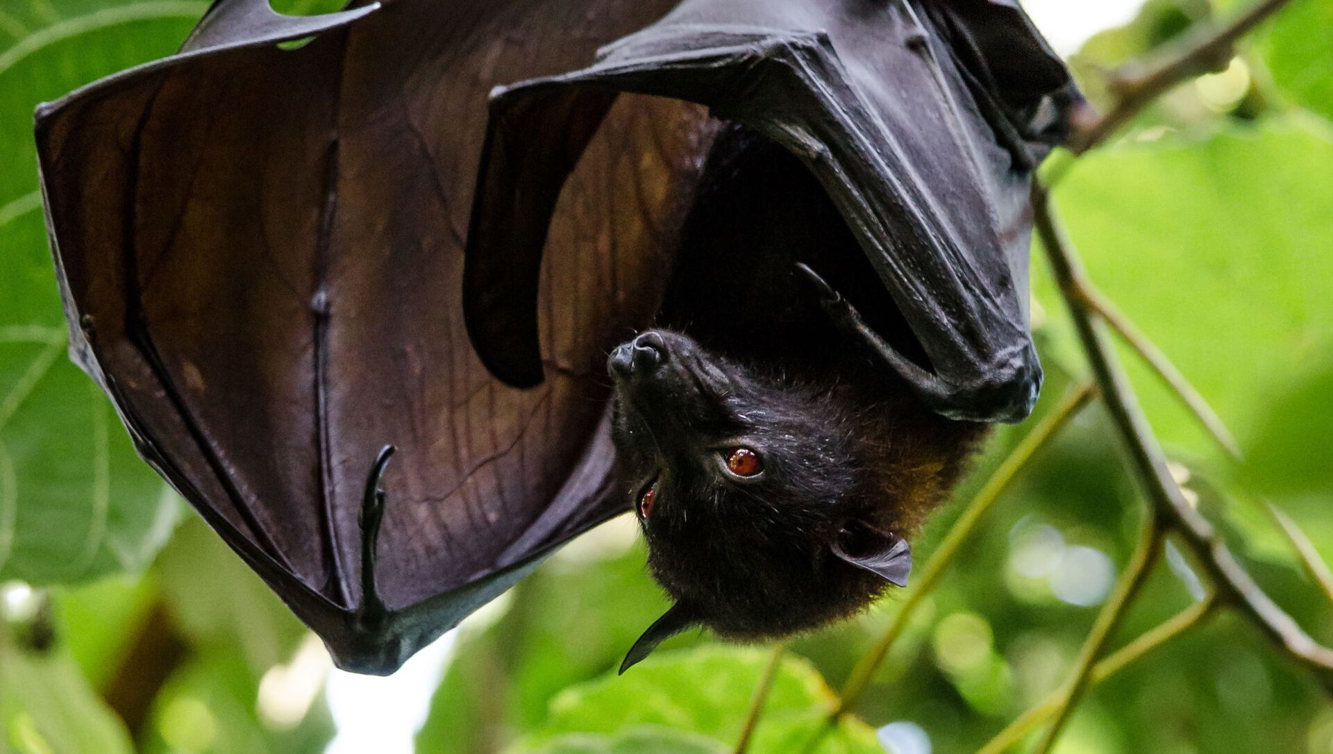 Black Fruit Bat - Sputnik International, 1920, 05.09.2021