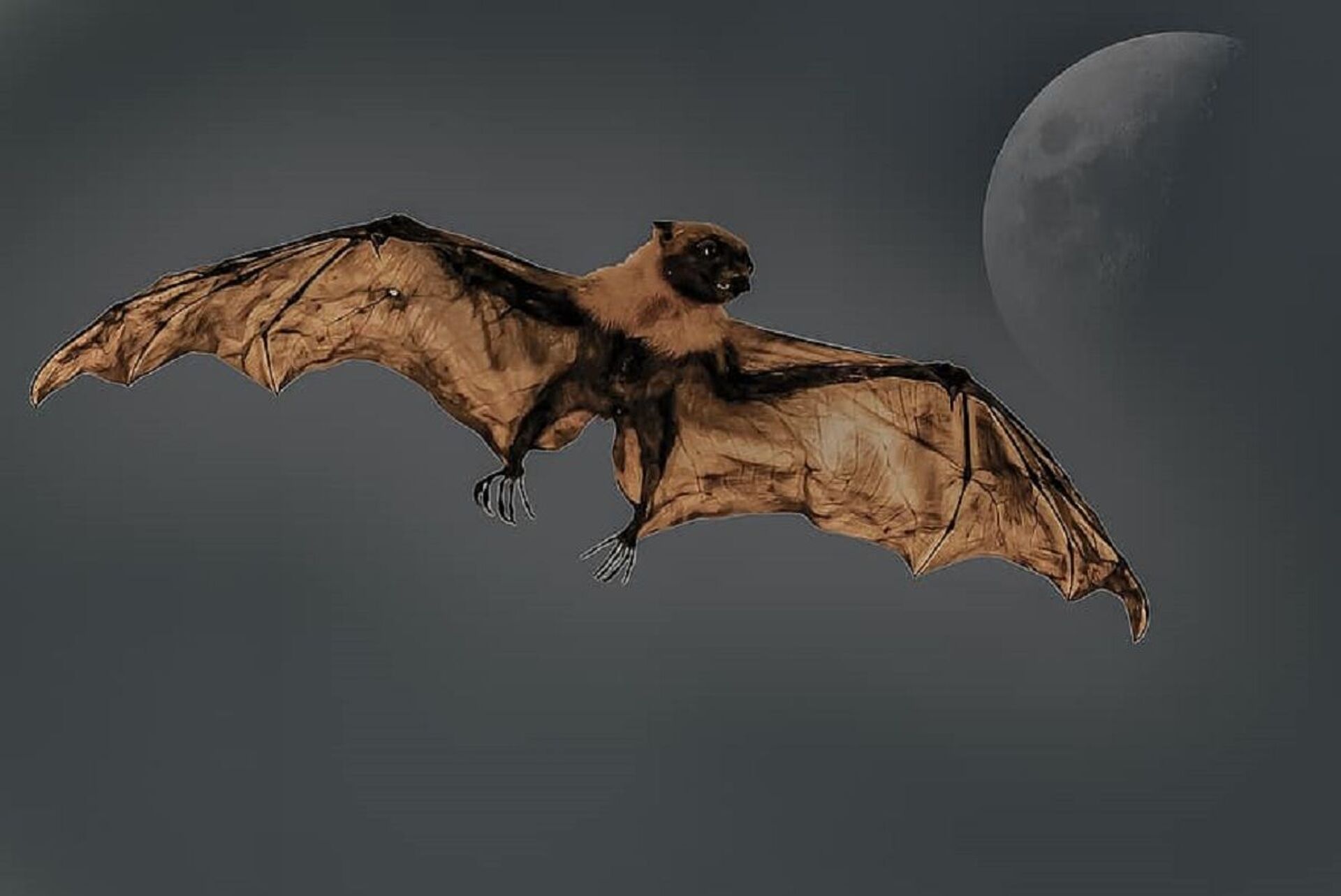Giant bat - Sputnik International, 1920, 27.01.2022