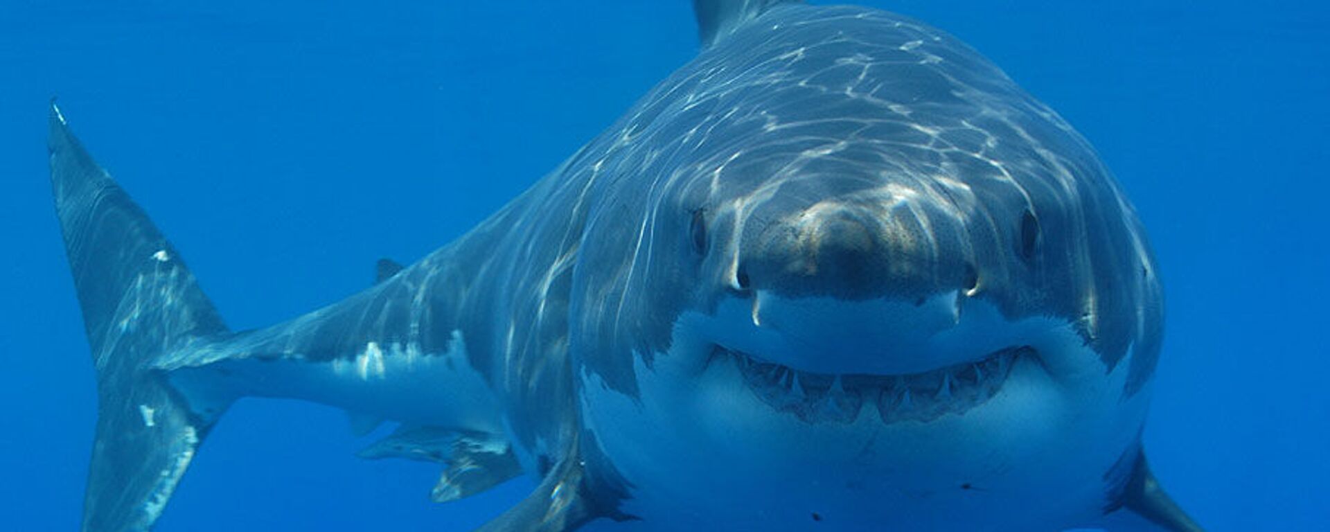 Great white shark - Sputnik International, 1920, 24.03.2022