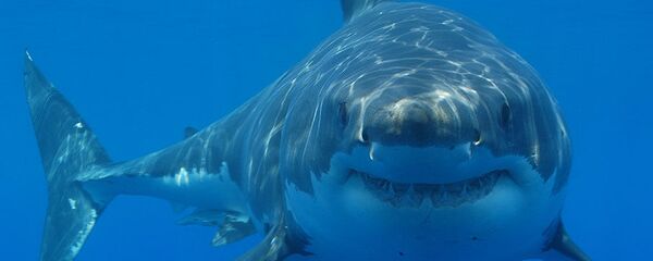 Great white shark - Sputnik International