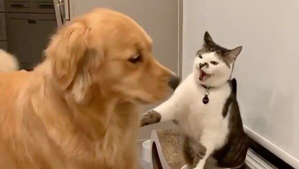 cat and dog - Sputnik International