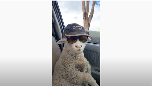 Cool Rider: Lax Lamb Hitches Ride in Australia  - Sputnik International