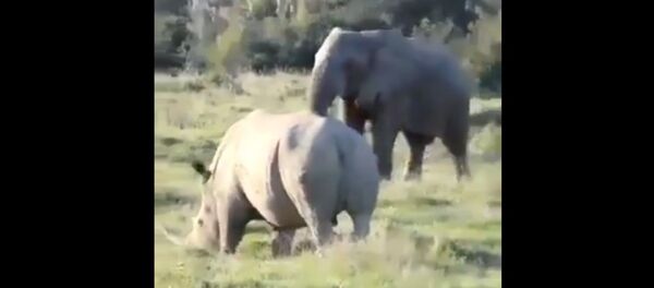 Elephant using a branch to confuse and ward off a rhino.. Elephant using a branch to confuse and ward off a rhino.. - Sputnik International