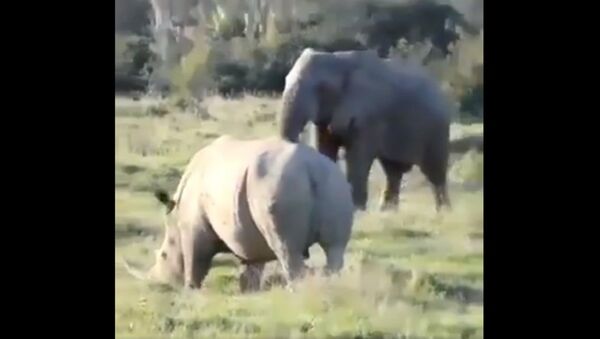 Elephant using a branch to confuse and ward off a rhino.. - Sputnik International