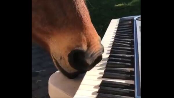 Equine Mozart: Horse Shows Off Nasal Skills on Piano  - Sputnik International