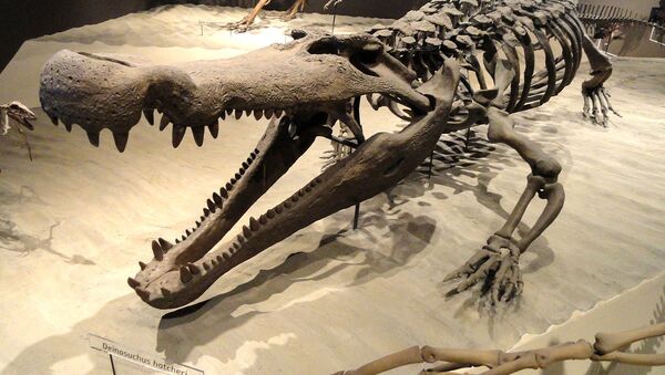 Deinosuchus hatcheri - Natural History Museum of Utah - Sputnik International