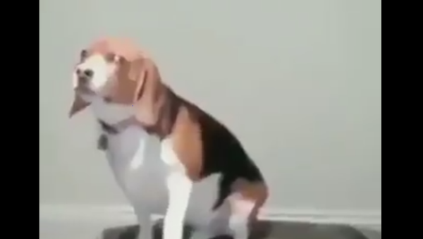 Two types of early morning risers  - Sputnik International